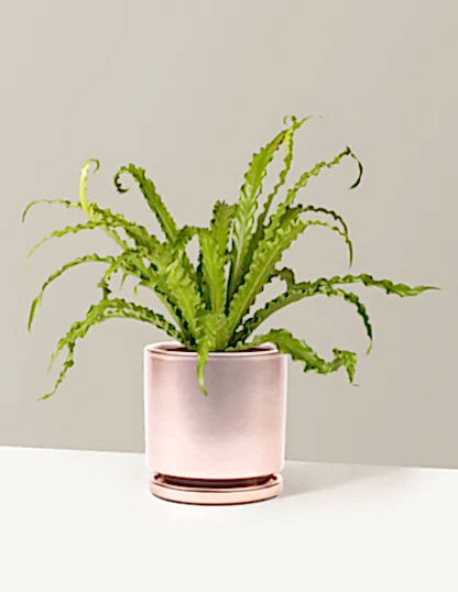 Bird’s Nest Fern