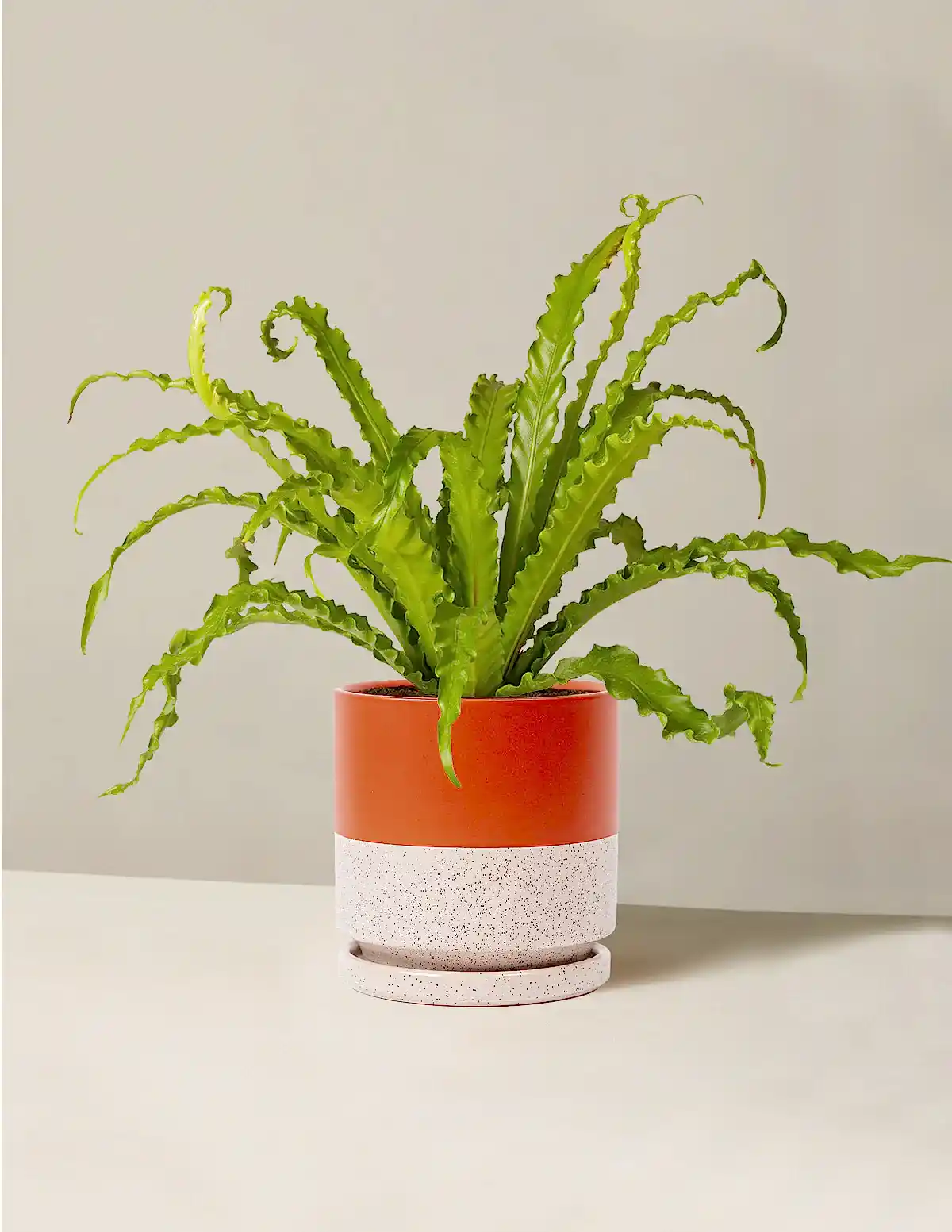 Bird’s Nest Fern