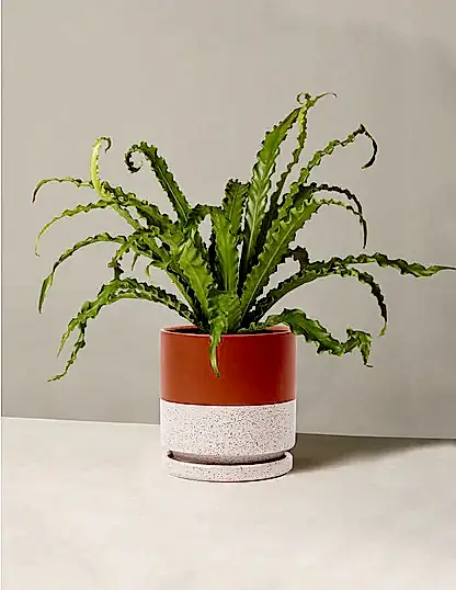 Bird’s Nest Fern