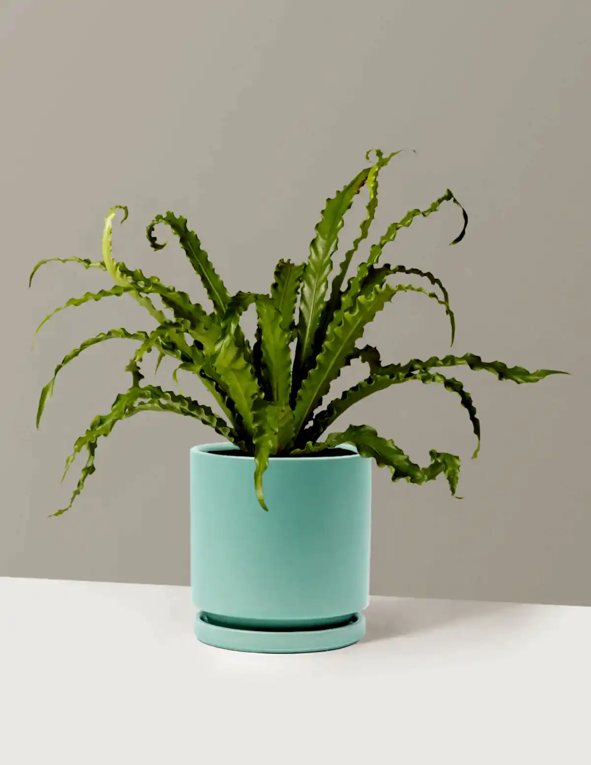 Bird’s Nest Fern