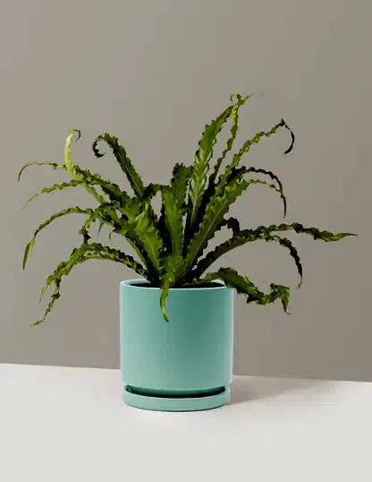 Bird’s Nest Fern