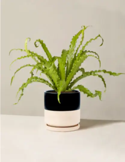 Bird’s Nest Fern