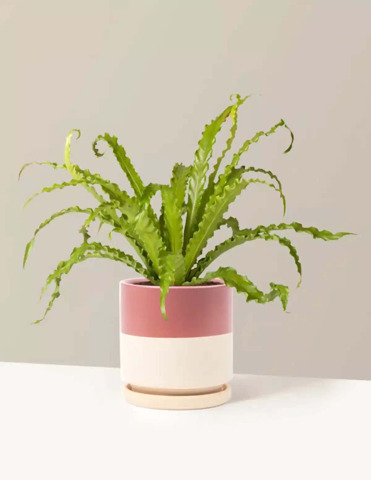 Bird’s Nest Fern
