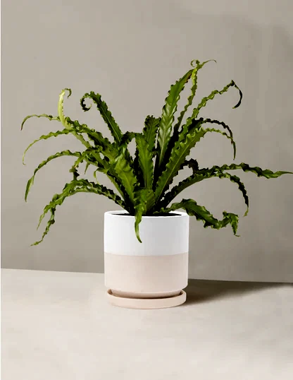 Bird’s Nest Fern