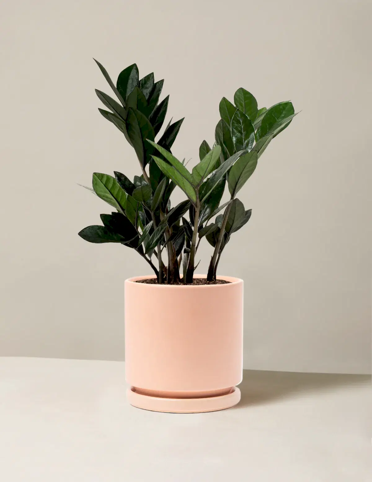 Black ZZ Plant