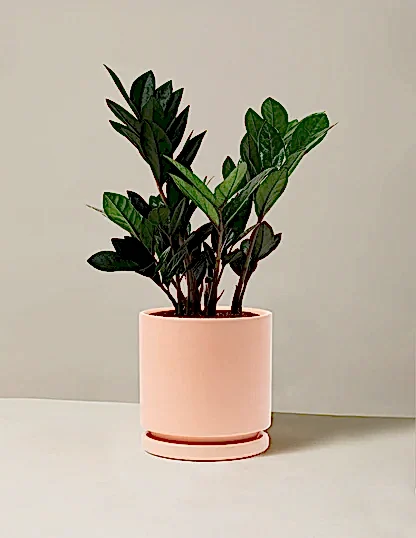 Black ZZ Plant