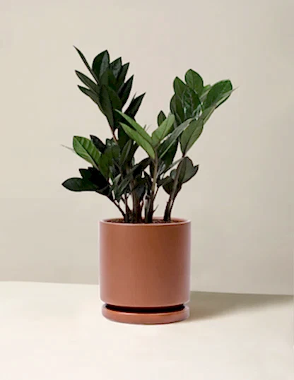 Black ZZ Plant