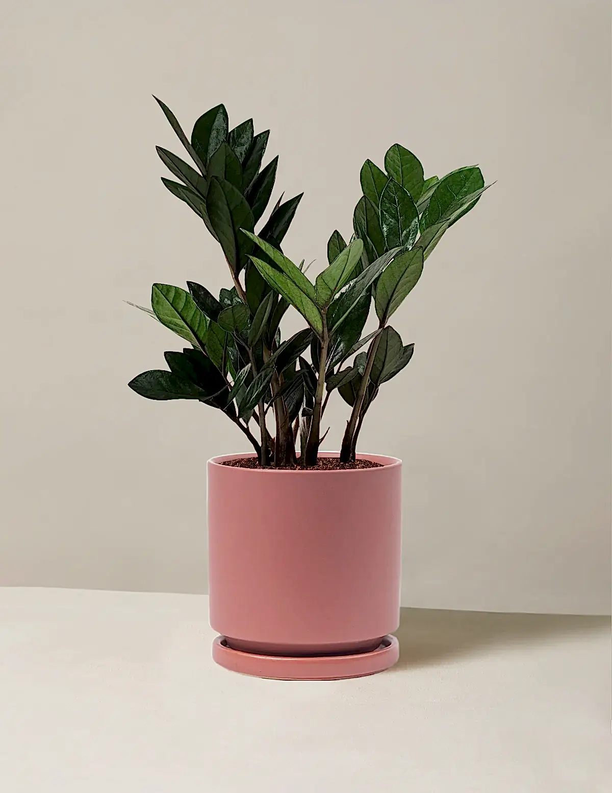 Black ZZ Plant