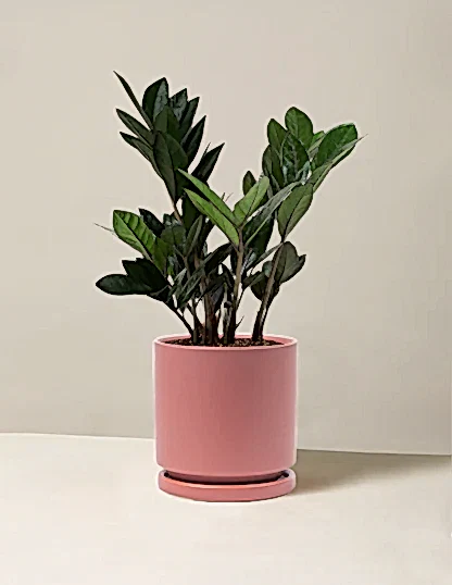 Black ZZ Plant