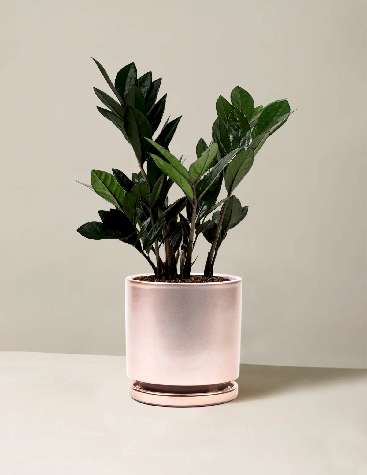 Black ZZ Plant