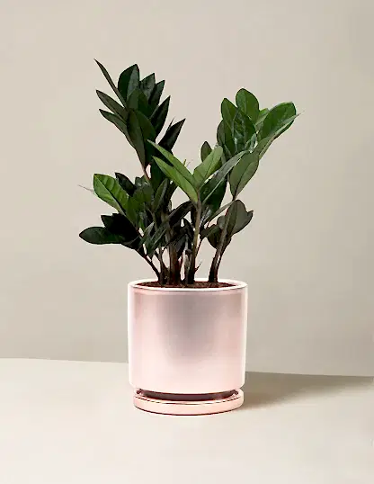 Black ZZ Plant
