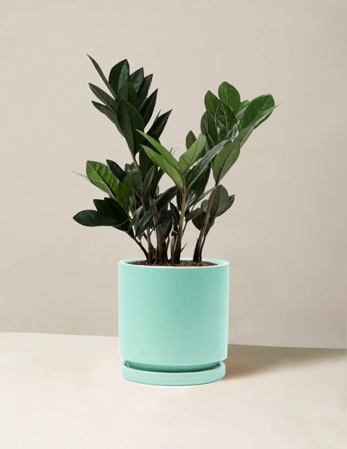Black ZZ Plant