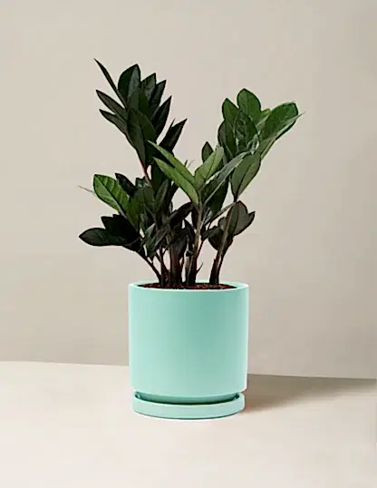 Black ZZ Plant