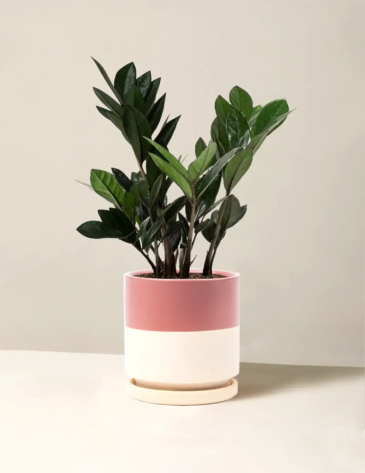 Black ZZ Plant