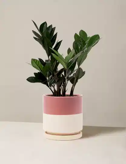 Black ZZ Plant
