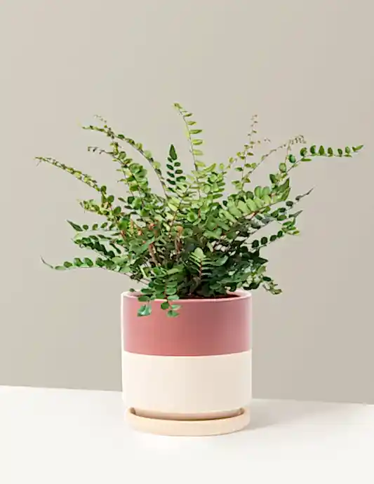 Button Fern