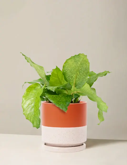 Calathea Musaica