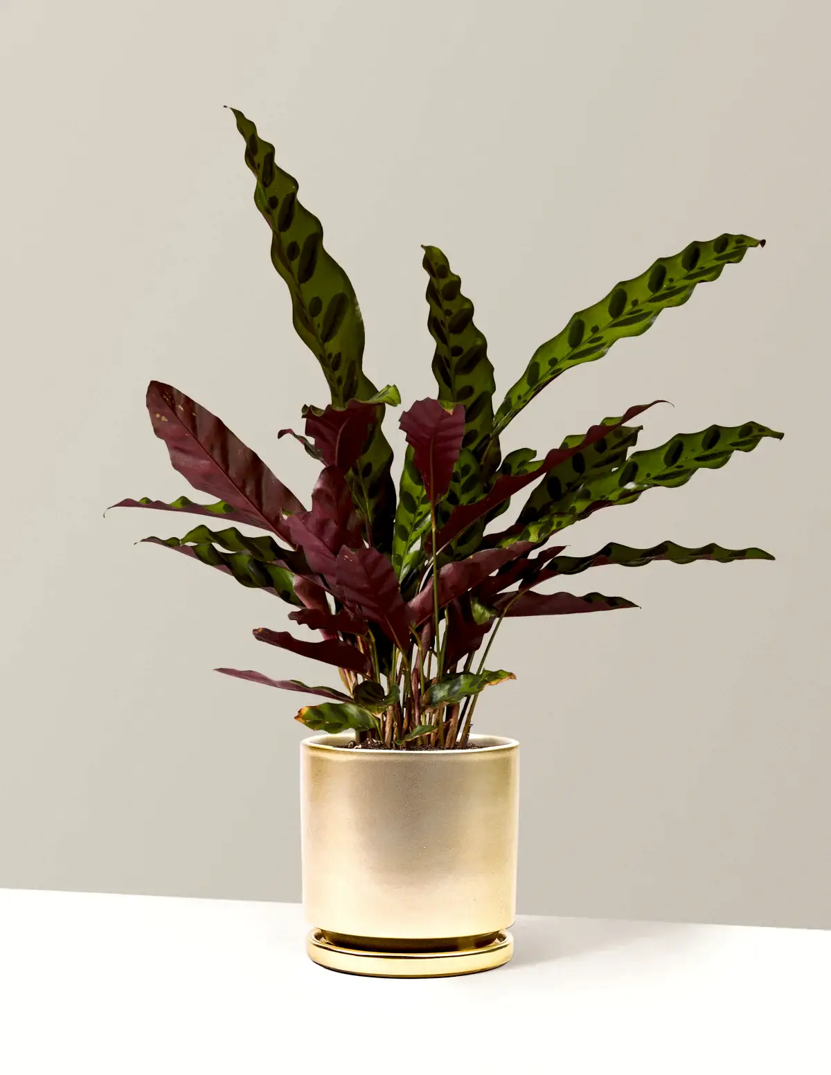 Calathea Rattlesnake