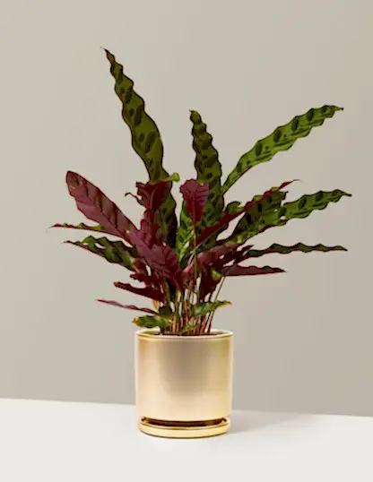 Calathea Rattlesnake