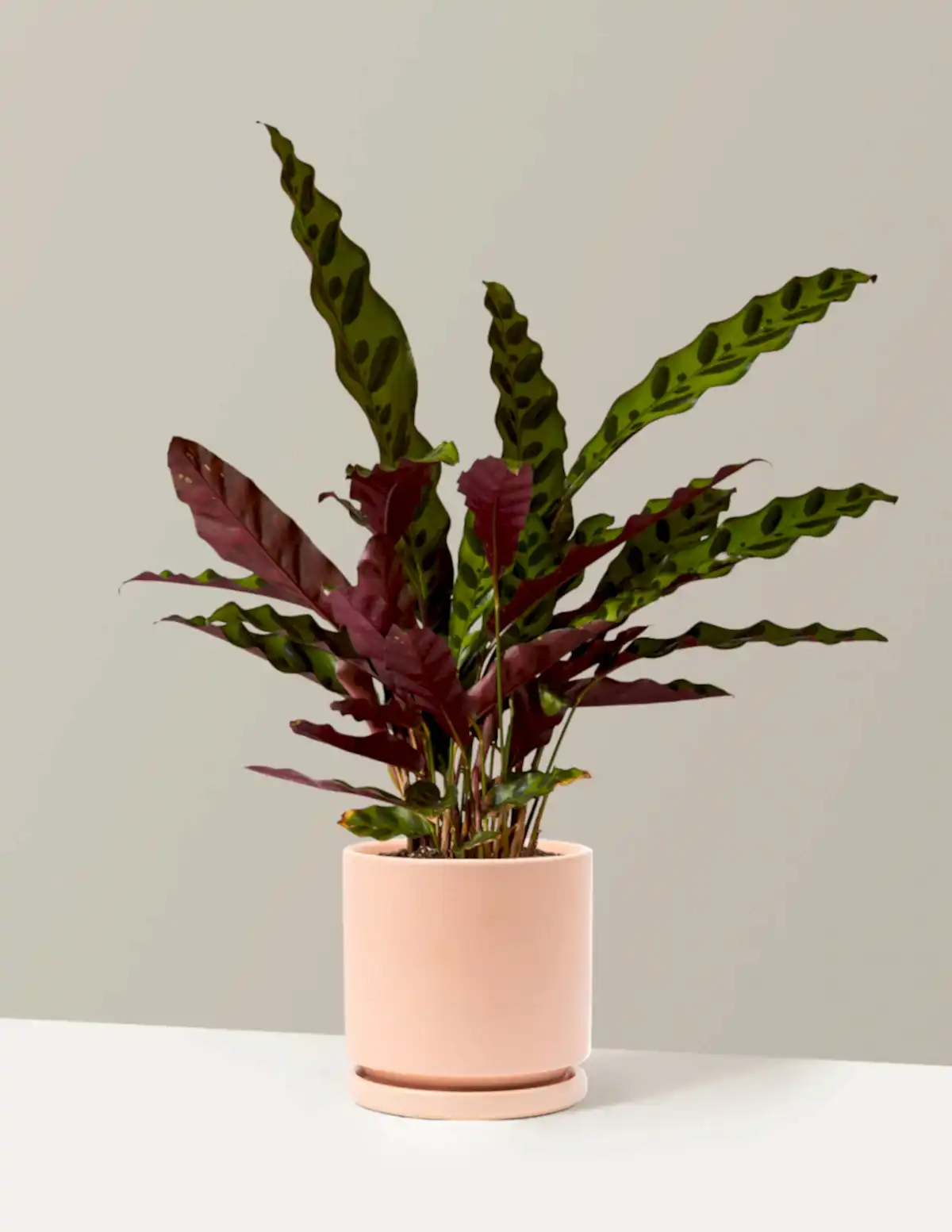Calathea Rattlesnake