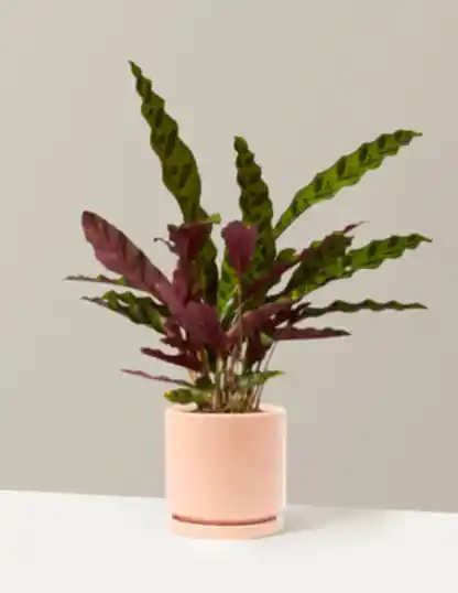 Calathea Rattlesnake