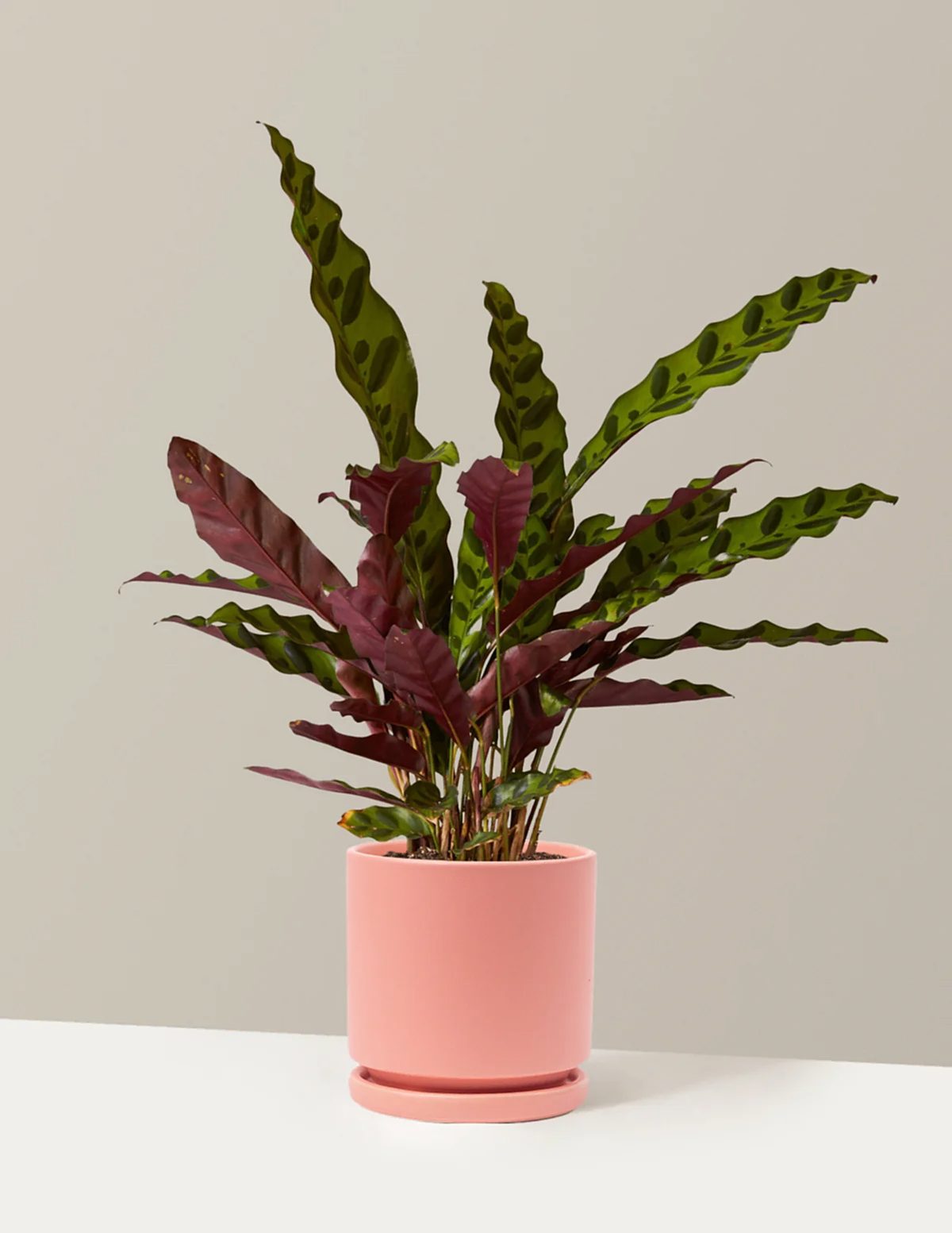 Calathea Rattlesnake