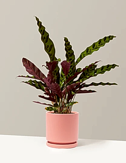 Calathea Rattlesnake