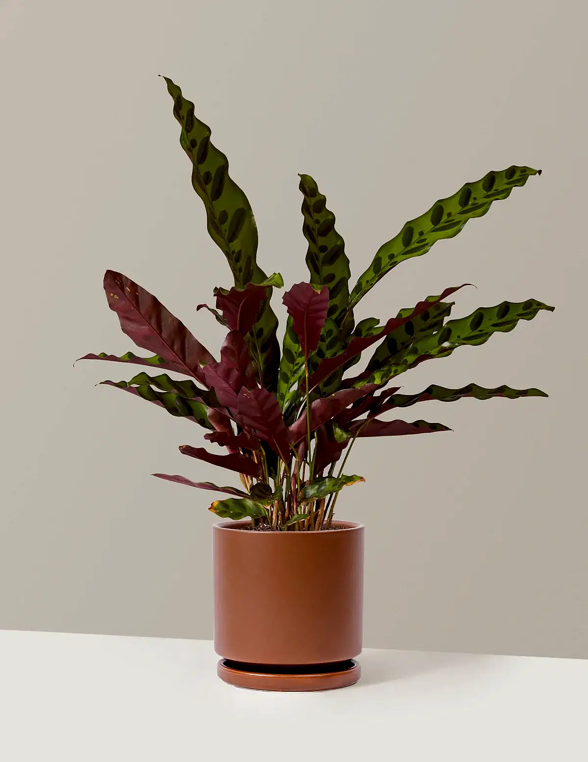 Calathea Rattlesnake