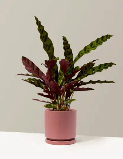 Calathea Rattlesnake