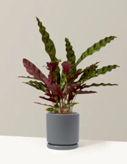 Calathea Rattlesnake