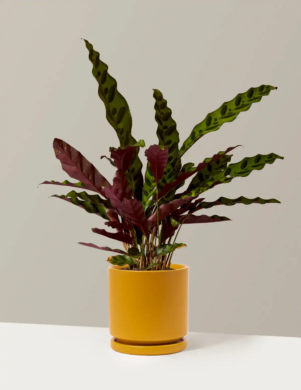 Calathea Rattlesnake