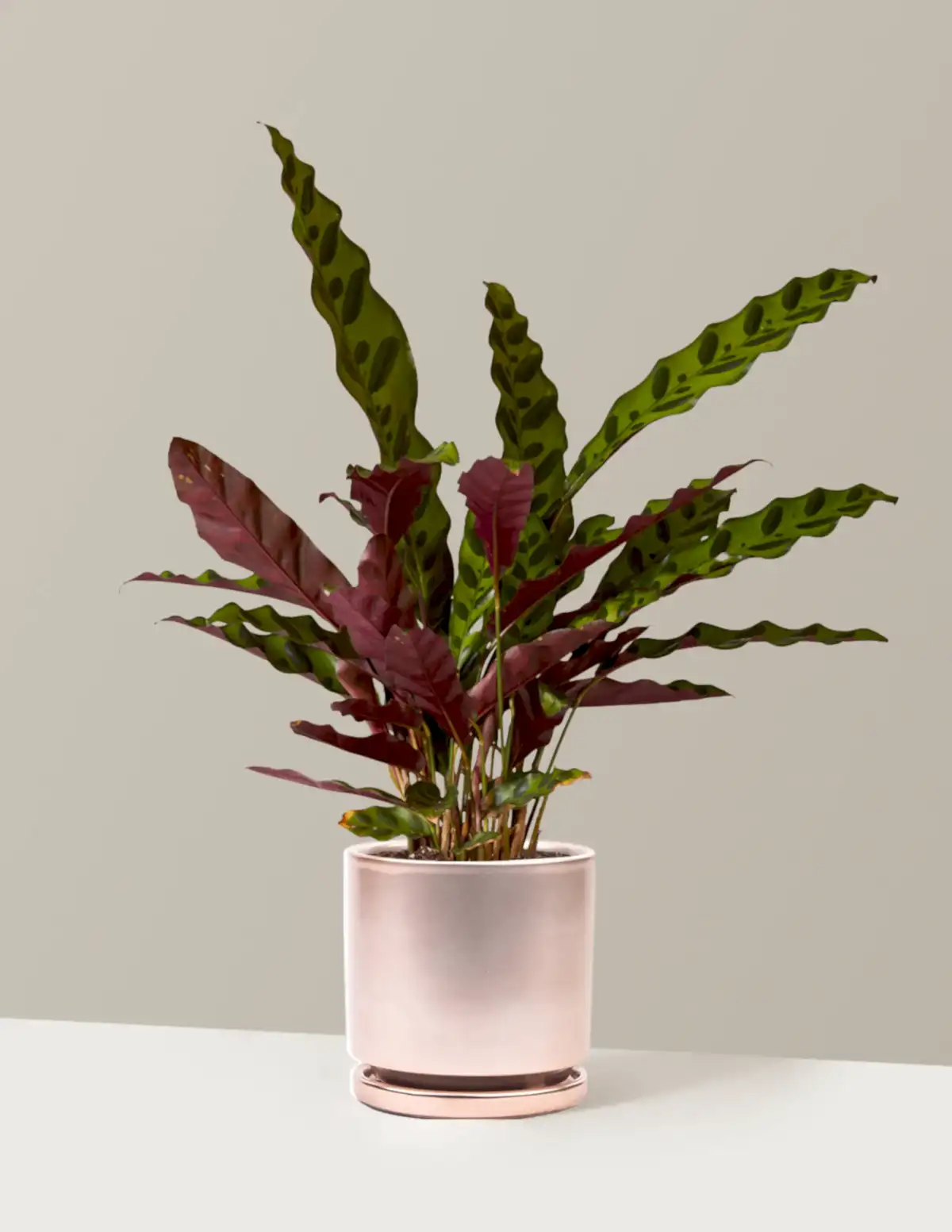 Calathea Rattlesnake