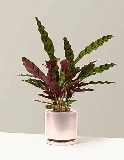 Calathea Rattlesnake