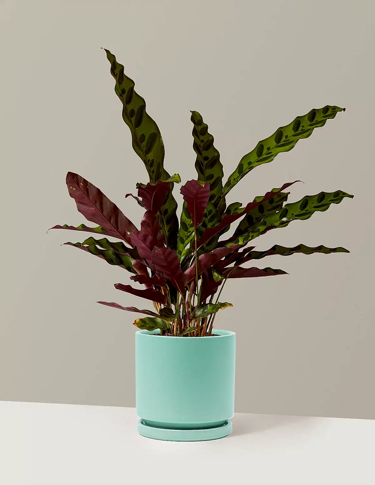Calathea Rattlesnake