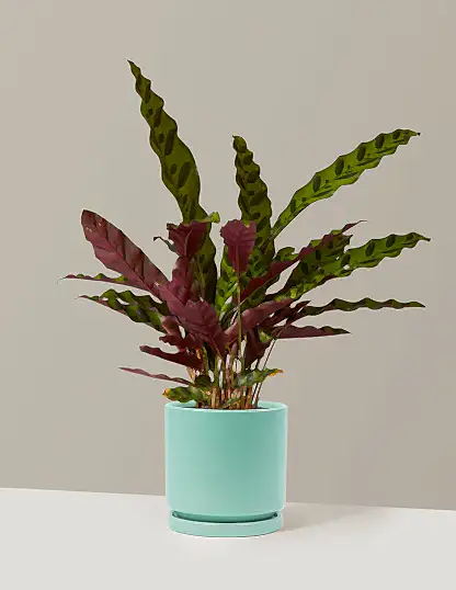 Calathea Rattlesnake