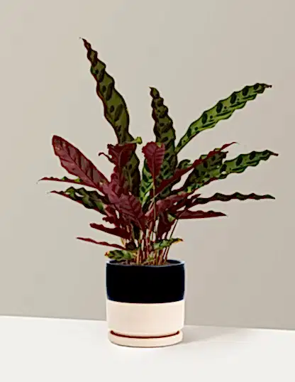 Calathea Rattlesnake
