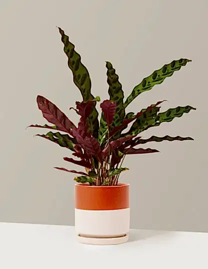 Calathea Rattlesnake