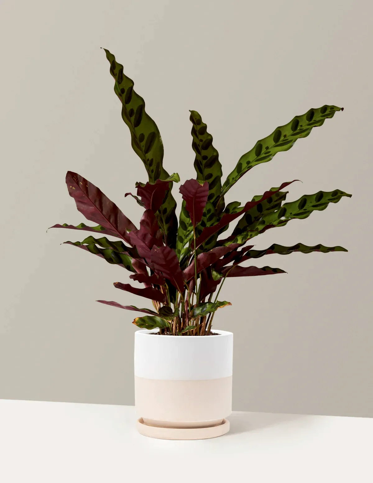 Calathea Rattlesnake