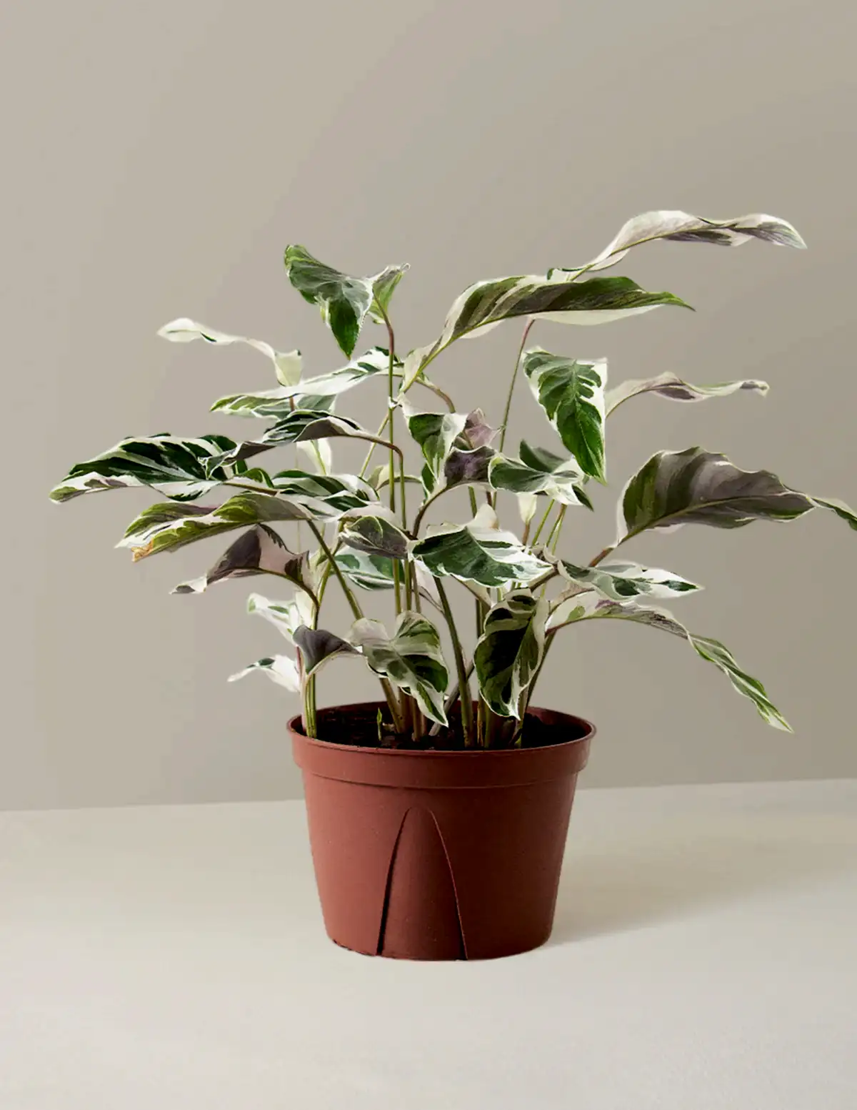 Calathea White Fusion