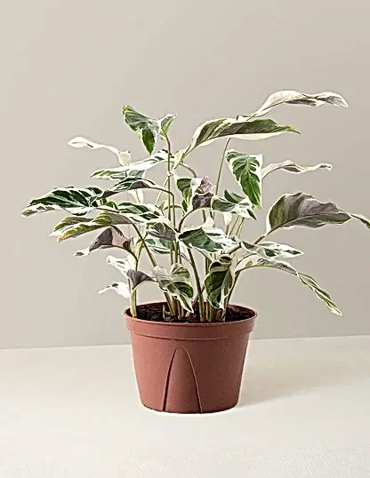 Calathea White Fusion