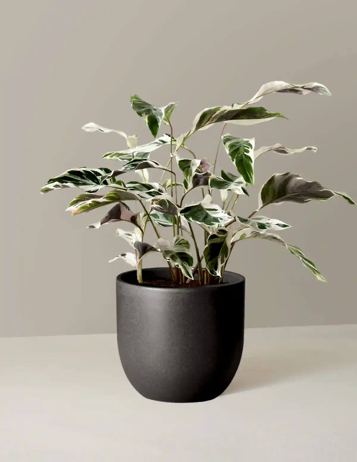Calathea White Fusion