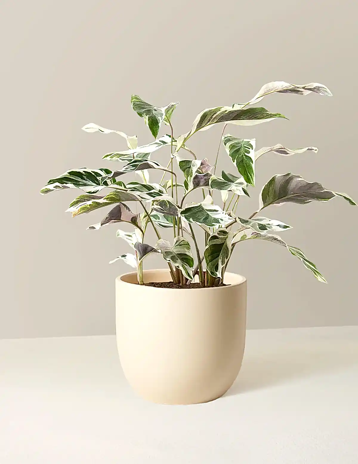 Calathea White Fusion