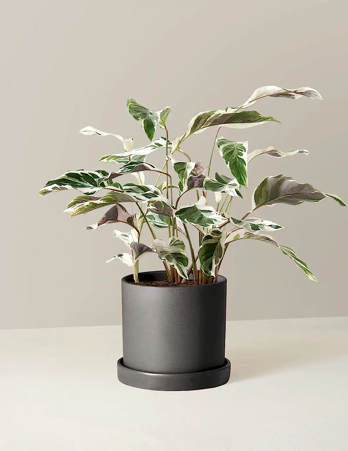 Calathea White Fusion