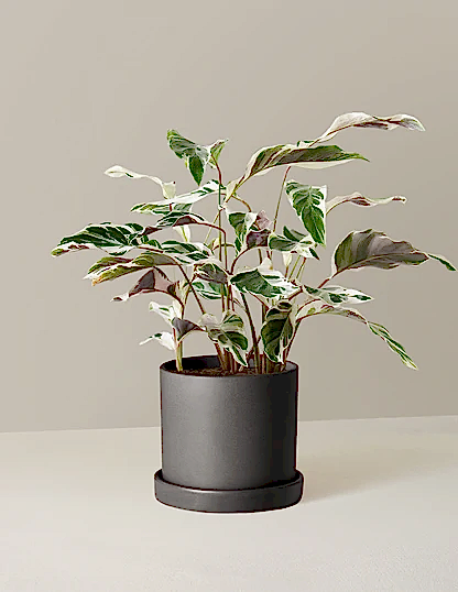 Calathea White Fusion