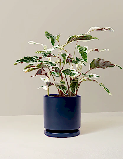 Calathea White Fusion