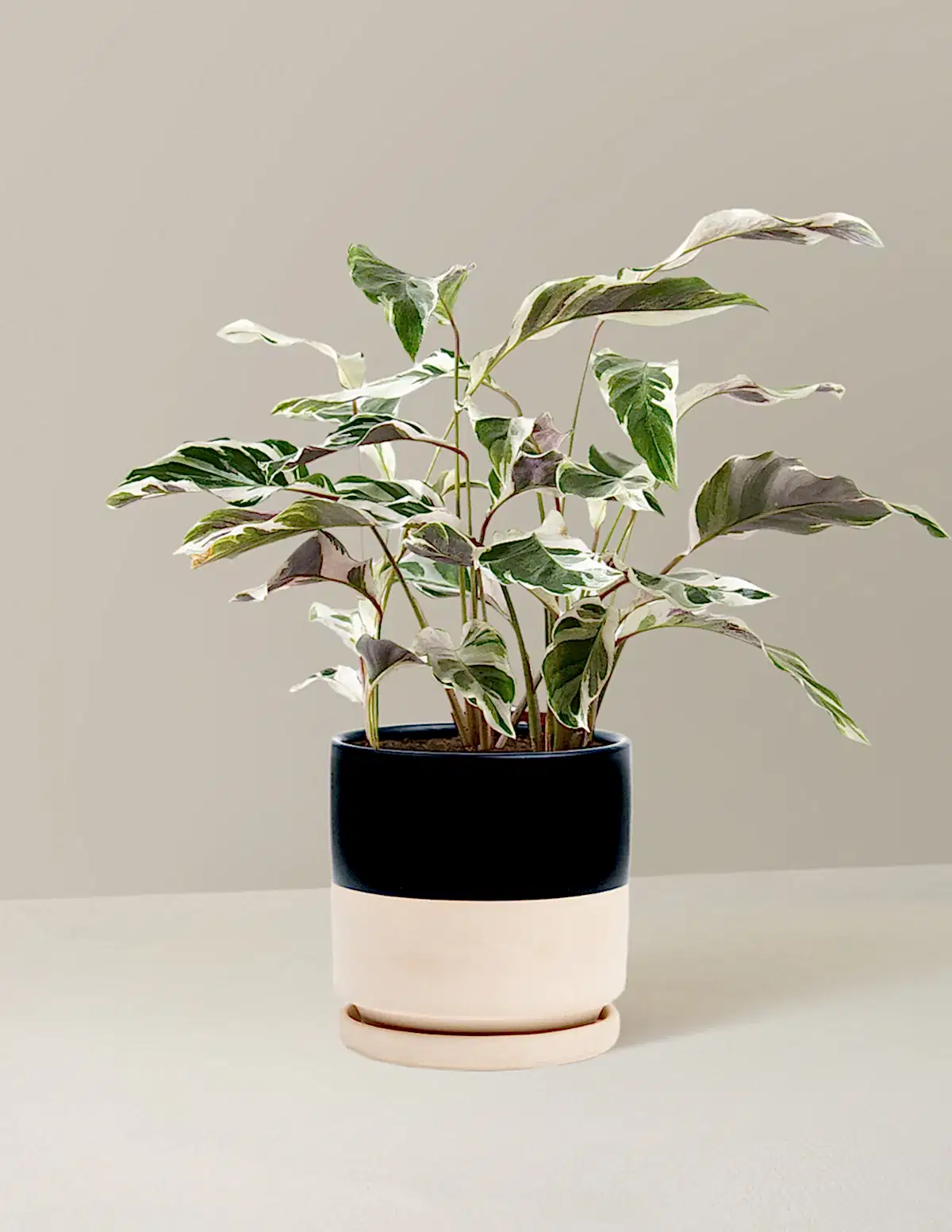 Calathea White Fusion