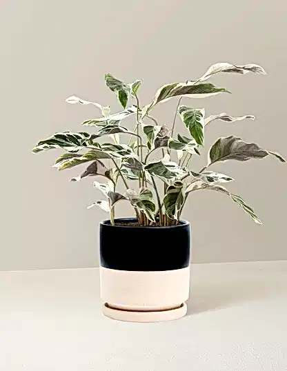 Calathea White Fusion