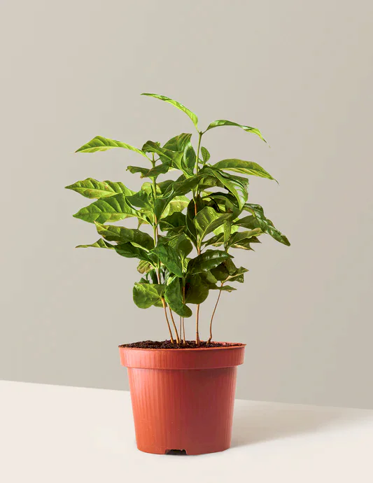 Arabica Coffee Plant