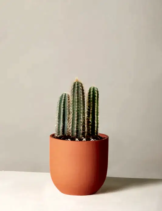 Column Cactus