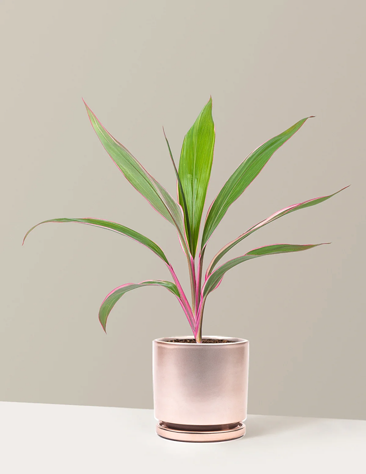 Cordyline Pink Diamond